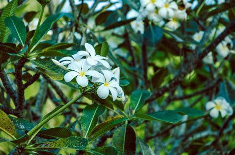 gardenia varieties for zone 8.